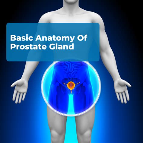 prostate